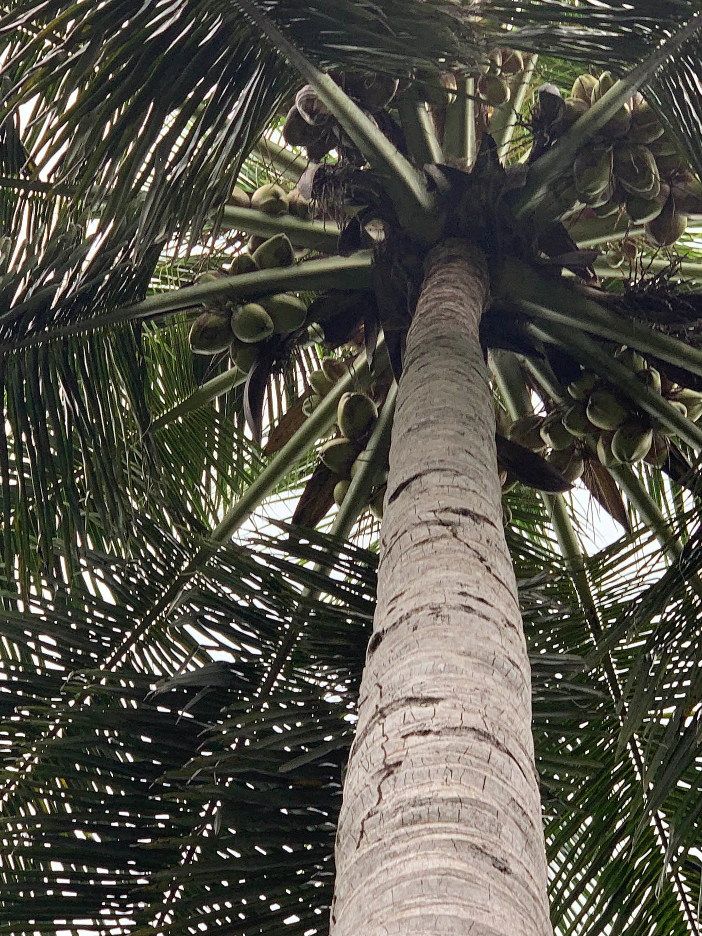 Coconut Farm