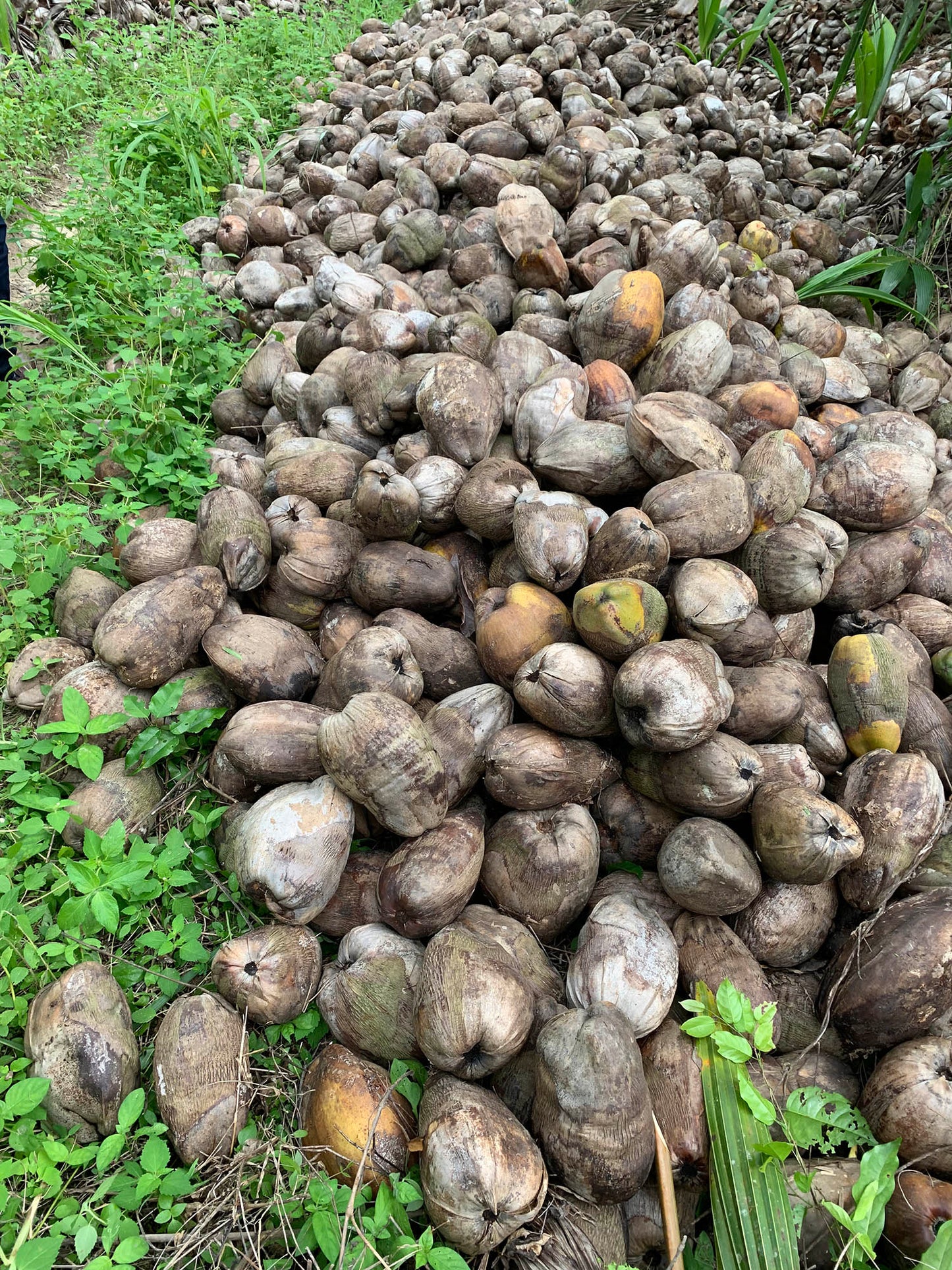 Coconuts for Collection