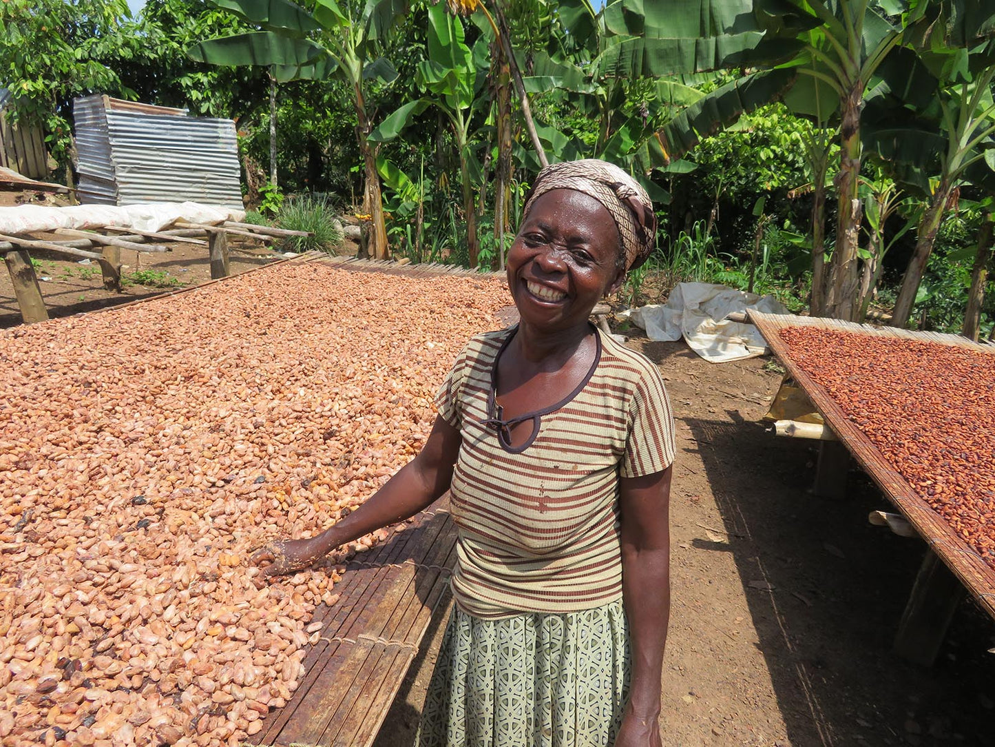 Freshly Fermented Cocoa Beans