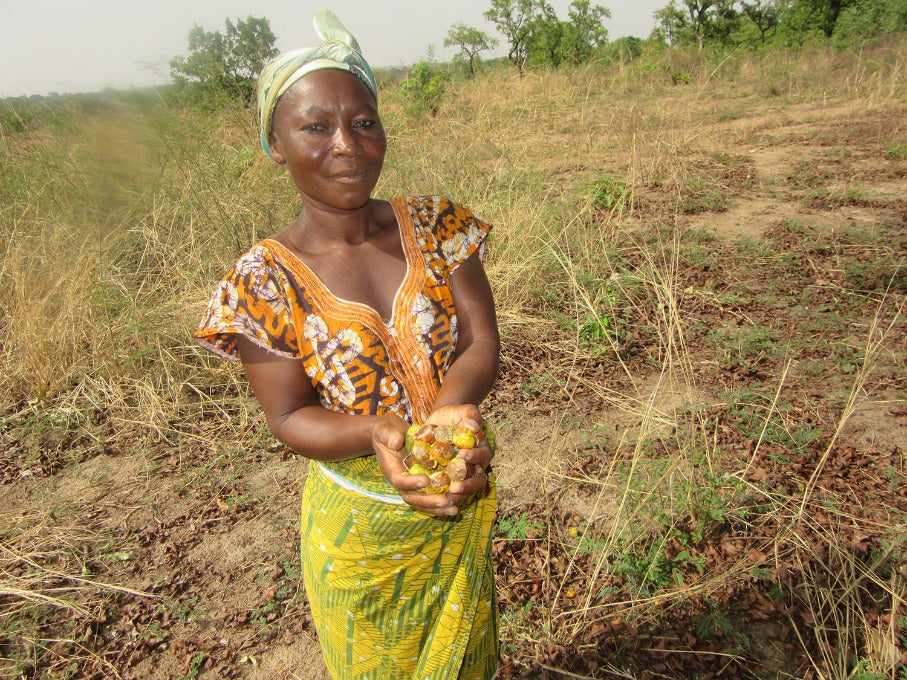 Harvesting shea nuts by hand